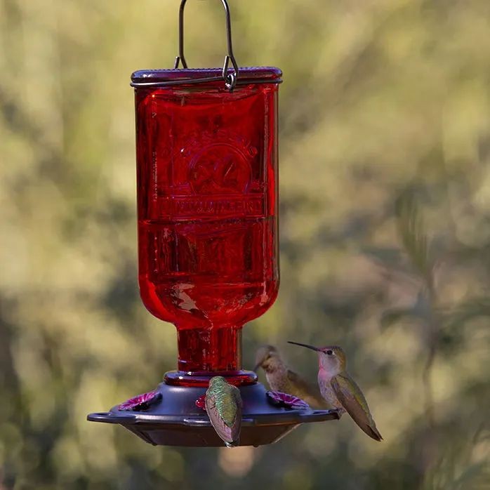 Citrus-Infused Hummingbird Elixir