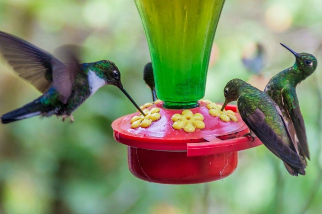 Organic Agave Hummingbird Syrup